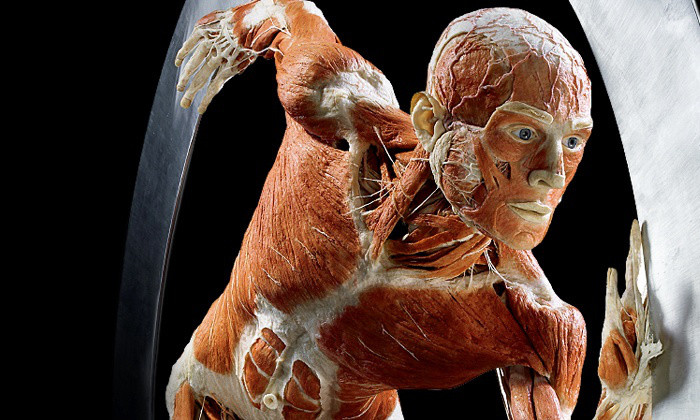 Körperwelten Anatomi Ausstellung von Gunther von Hagen in Ravensburg
