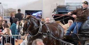 Messe am Bodensee rund um das Thema Pferd