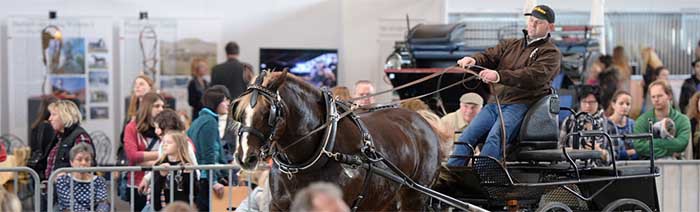 Messe am Bodensee rund um das Thema Pferd