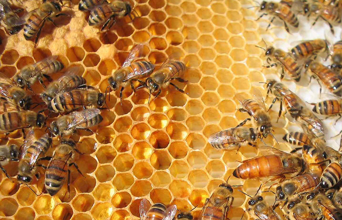 Bienenwachskerzen ziehen – Einstimmung in den Advent
