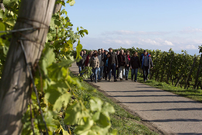 Wein, Reben, See und der Winzerverein